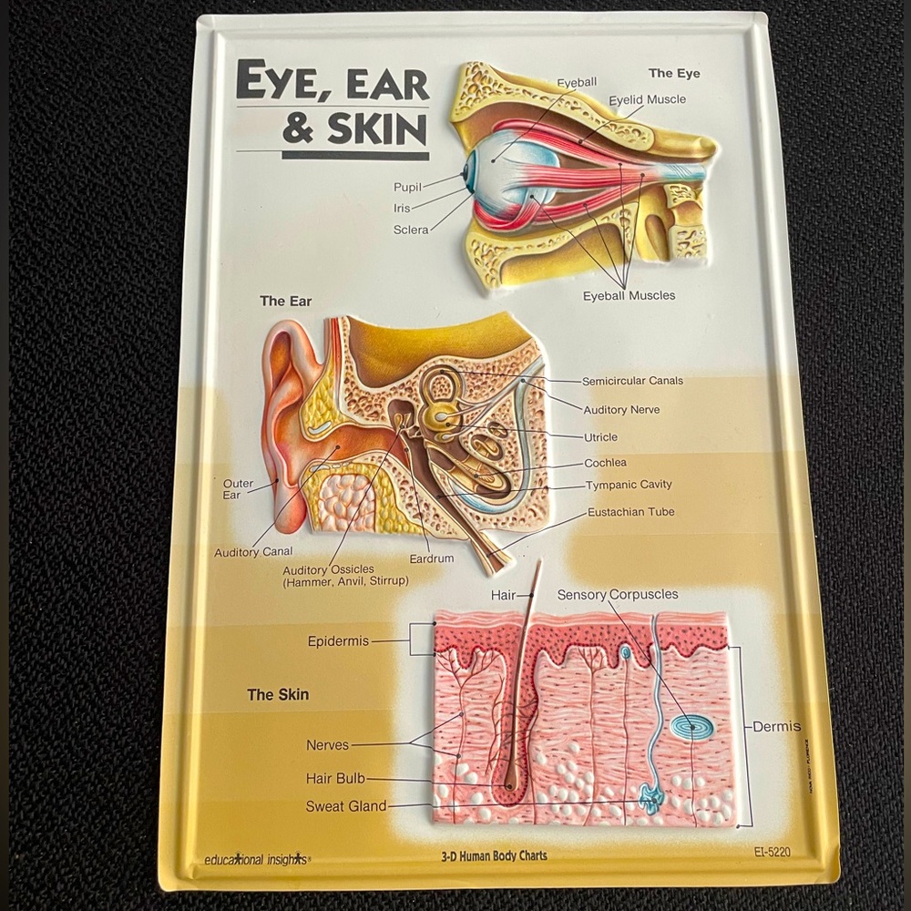 Educational Insights Ear Eye & Skin 3-D relief educational anatomy chart